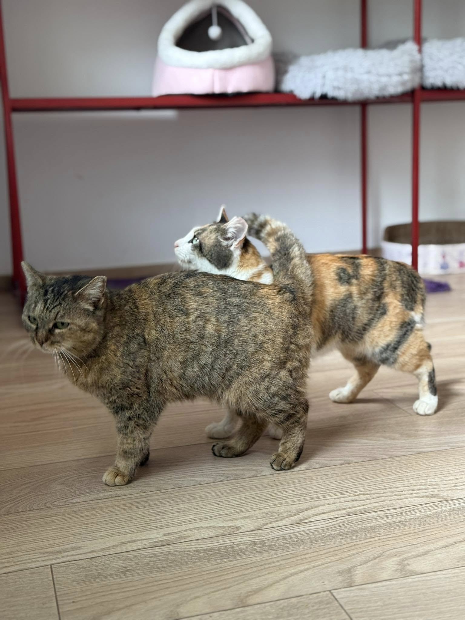 Imagine suplimentară