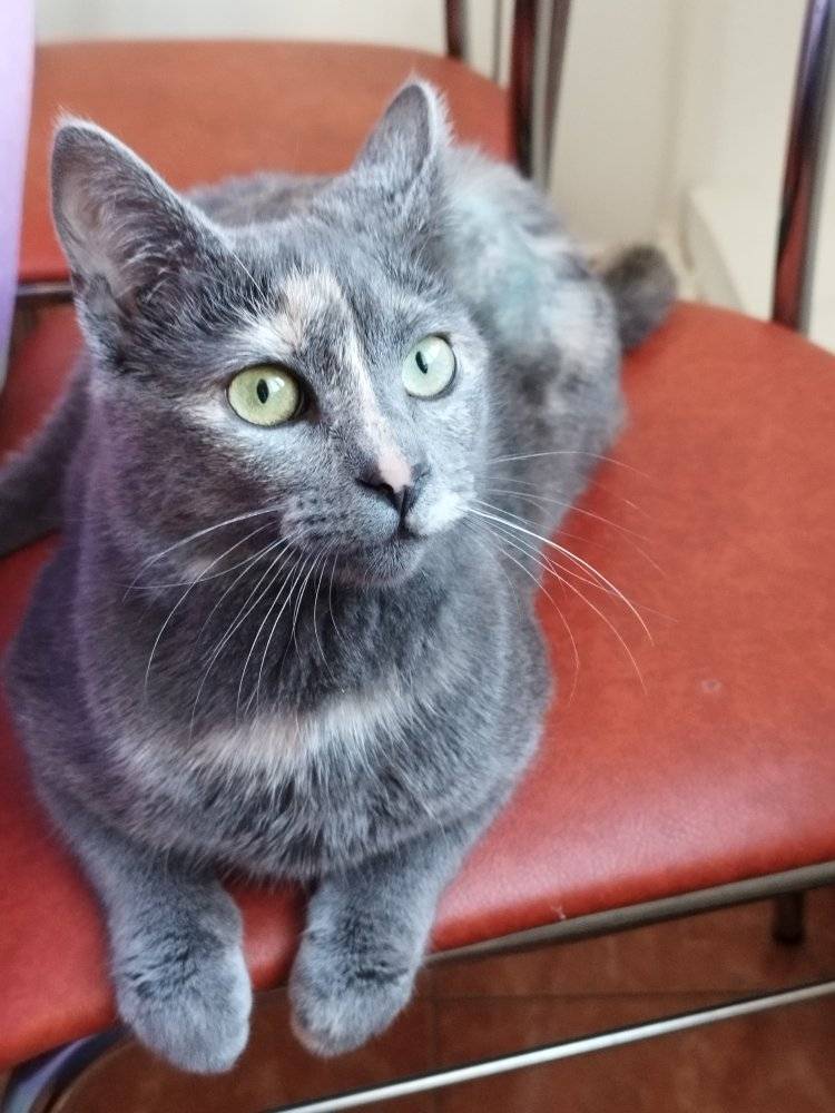 Imagine suplimentară